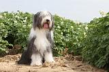 BEARDED COLLIE 011